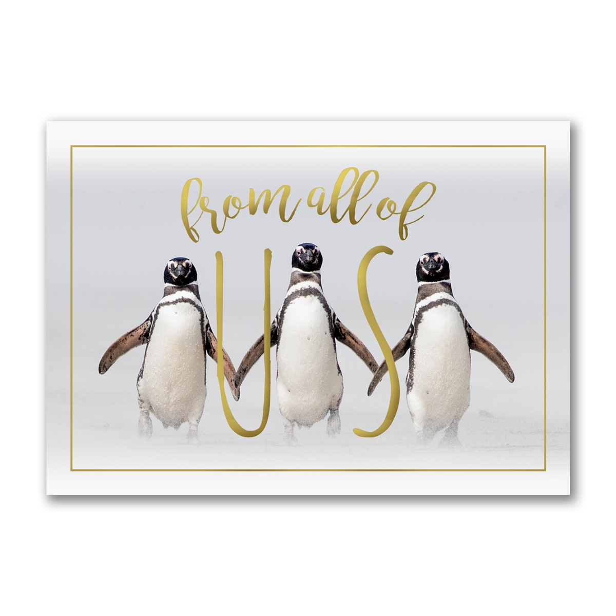 Magellanic Penguins Holiday Cards