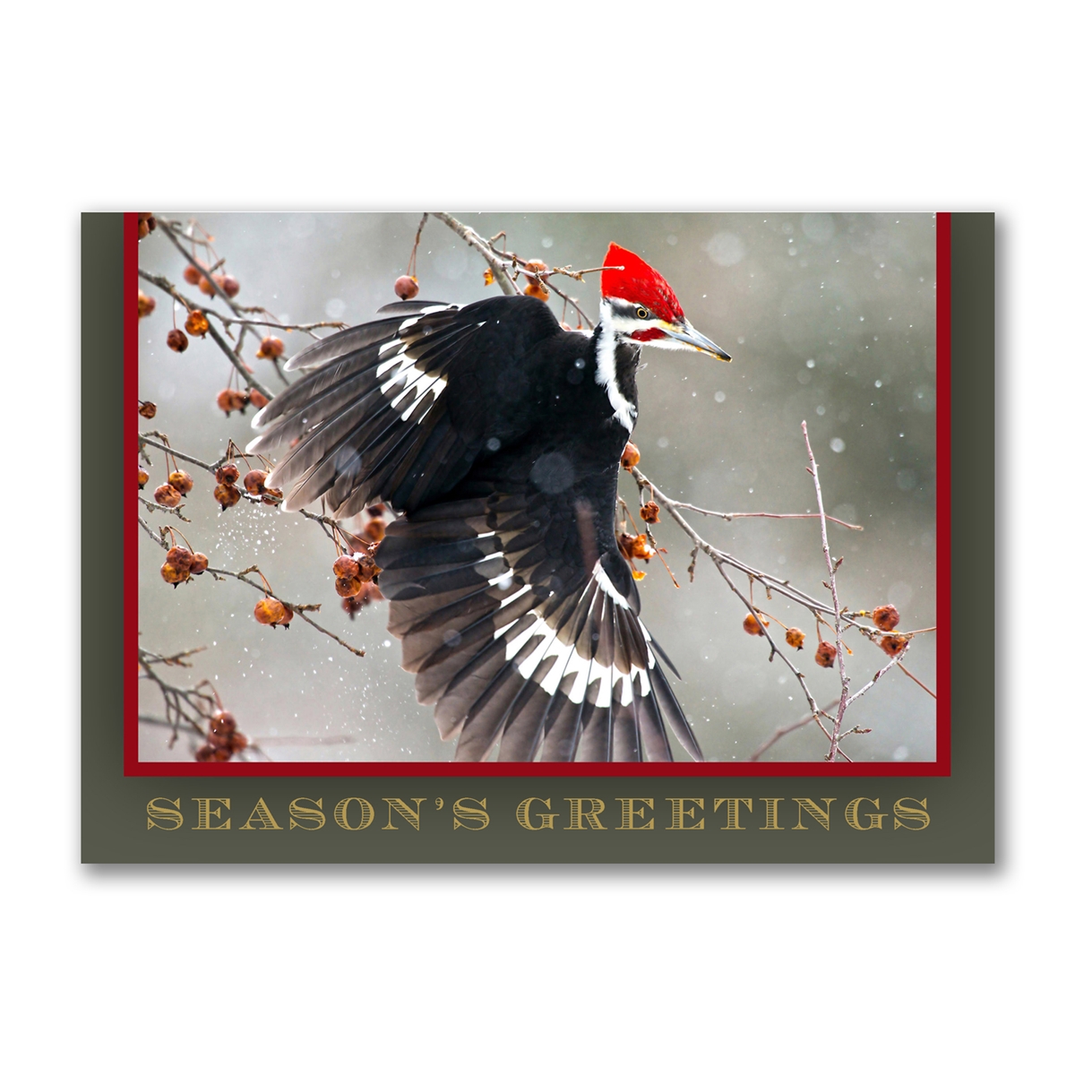 Pileated Woodpecker Holiday Cards