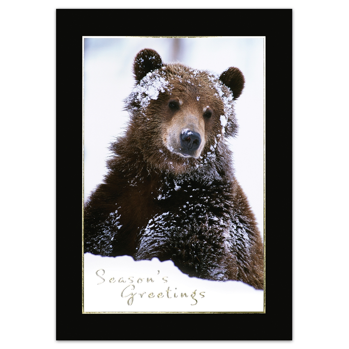 Snowy Grizzly Card