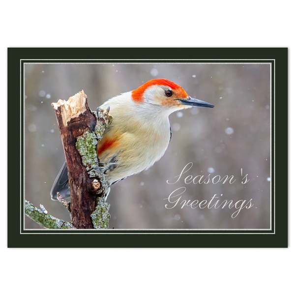 Alternate view: of Woodpecker on Perch Holiday Cards