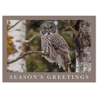 Gray Owl at Gooseberry Falls Holiday Cards