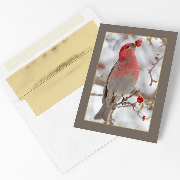 Alternate view:ALT1 of Male Pine Grosbeak Holiday Cards