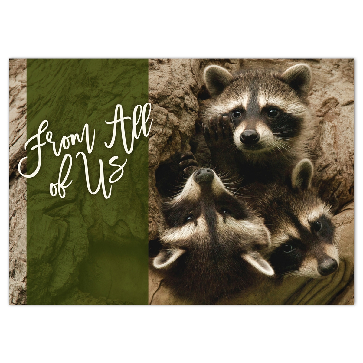 Raccoon Kits in Den Holiday Cards