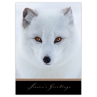 Arctic Fox Holiday Cards - NWF10718-BUNDLE