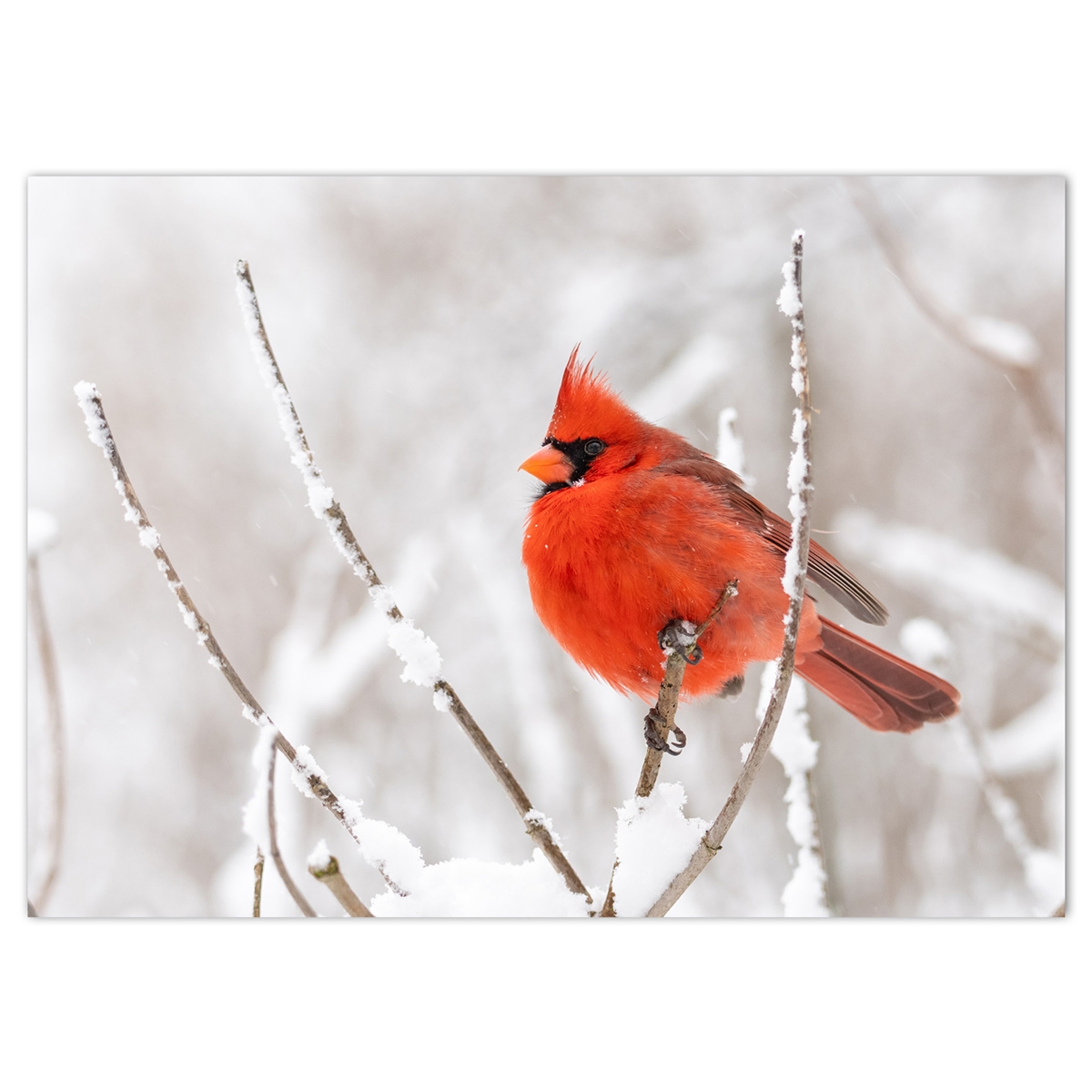 Winter Cardinal Holiday Cards