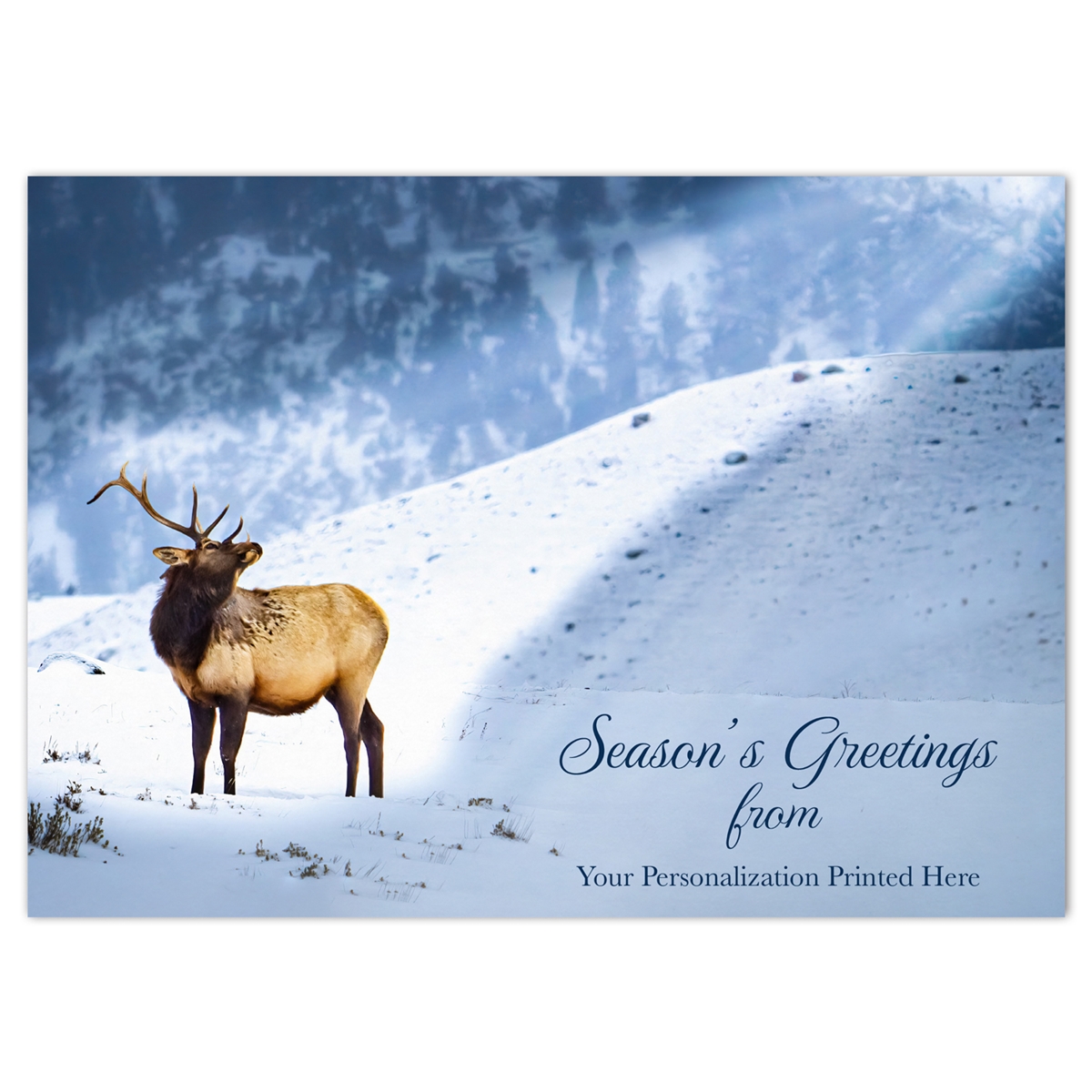 Elk in the Sun Holiday Cards