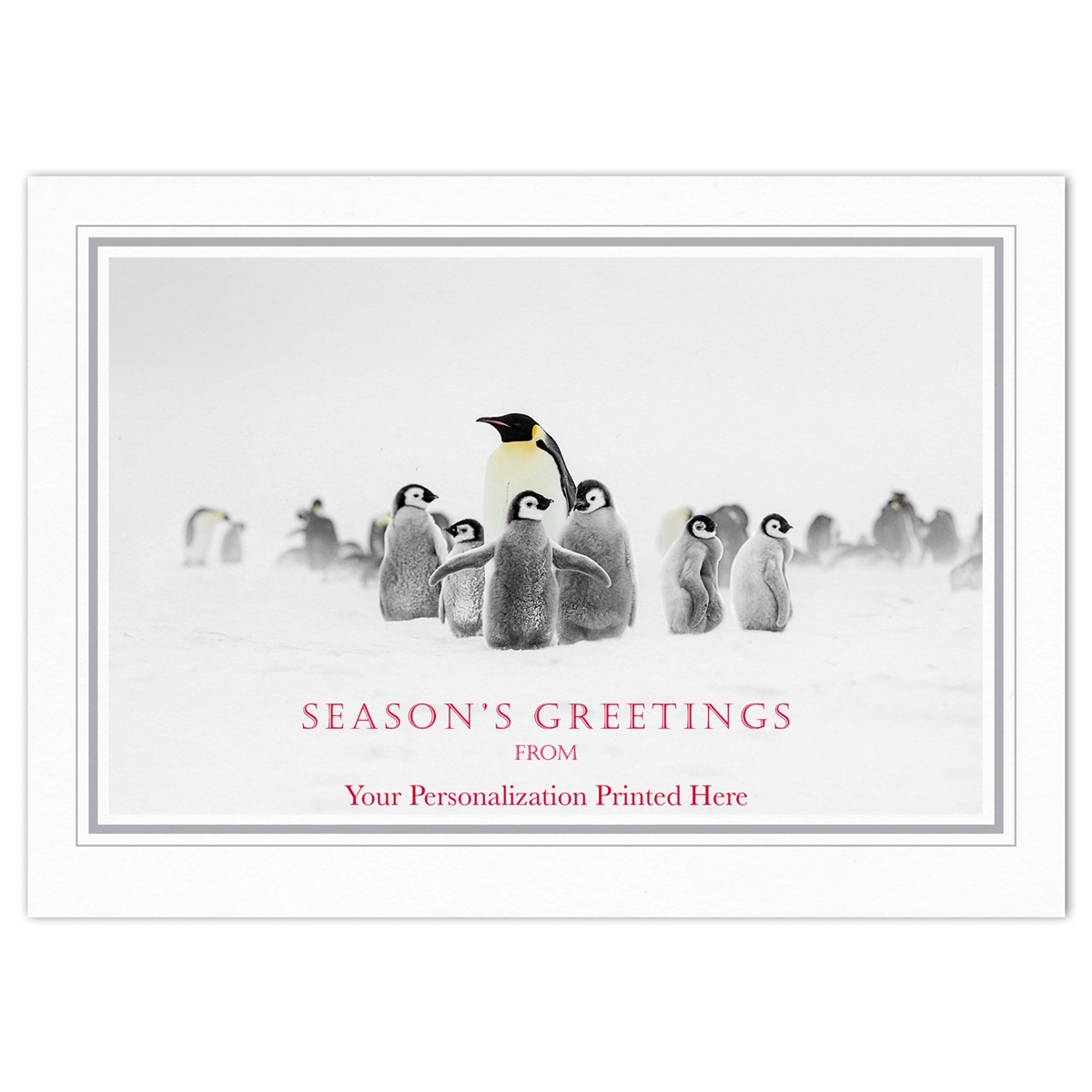 Emperor Penguins Holiday Cards