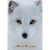 Arctic Fox Cards - NWF10930