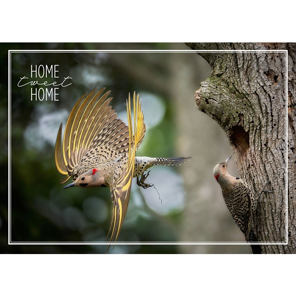Alternate view: of Northern Flickers Working Together Cards