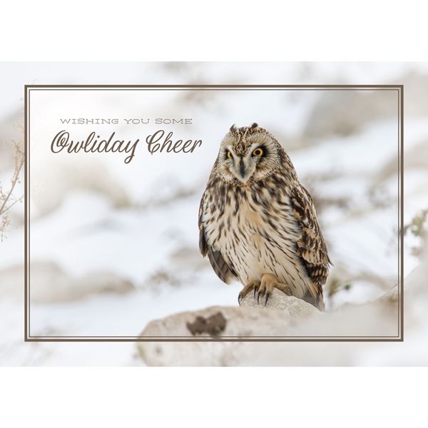 Alternate view: of Short-Eared Owl Cards