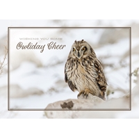 Short-Eared Owl Cards - NWF10902