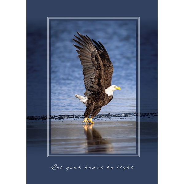 Alternate view: of Bald Eagle Winter Take Off Cards