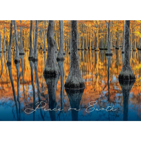 Alternate view: of Bald Cypress Forest in Gold Cards