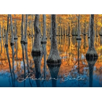 Bald Cypress Forest in Gold Cards - NWF10905