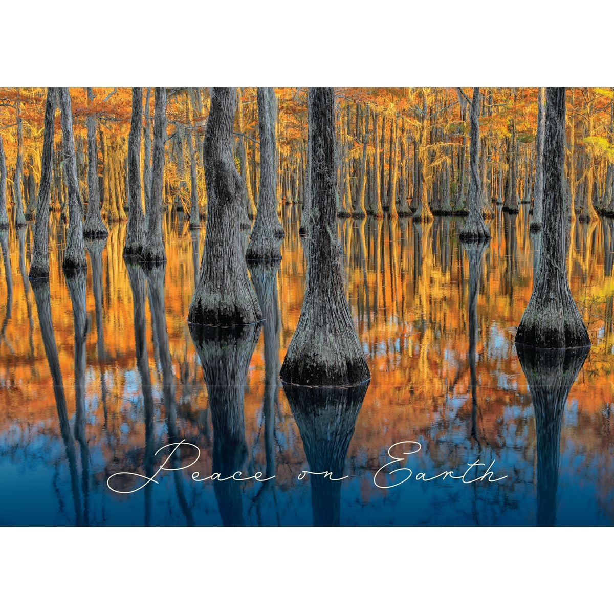 Bald Cypress Forest in Gold Cards