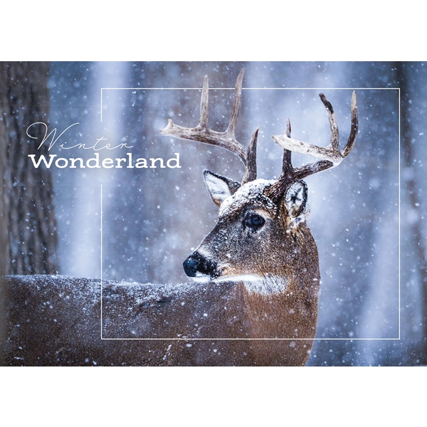 Alternate view: of White-Tailed Deer Cards