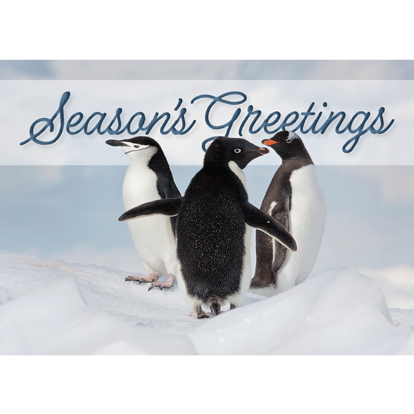 Alternate view: of Three Brush-Tail Penguins Cards