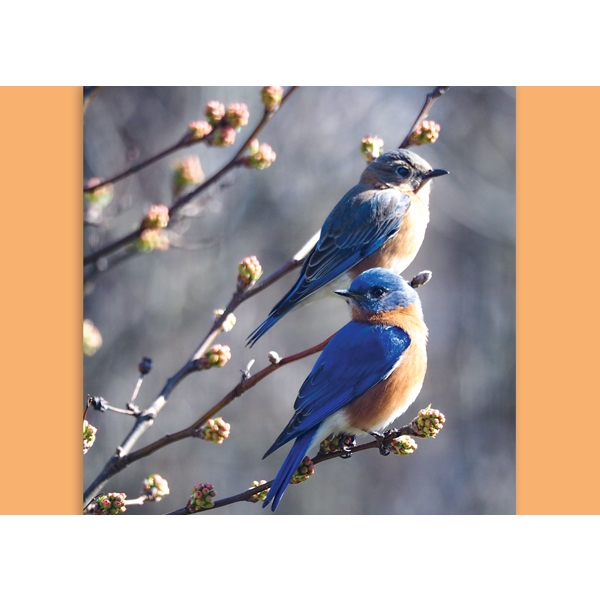 Alternate view: of A Pair of Eastern Bluebirds Cards