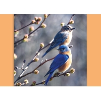 A Pair of Eastern Bluebirds Cards - NWF10912