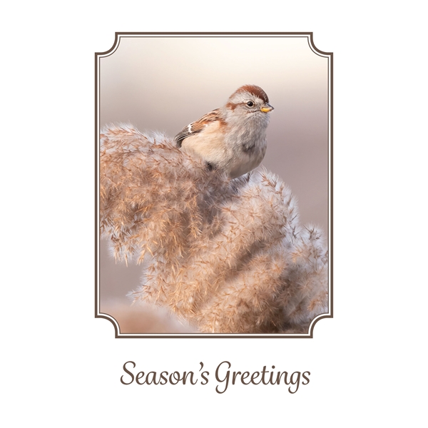 Alternate view: of American Tree Sparrow Cards