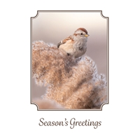 American Tree Sparrow Cards - NWF10913