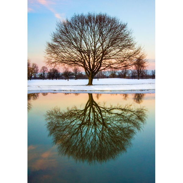Alternate view: of Mirrored Tree Cards