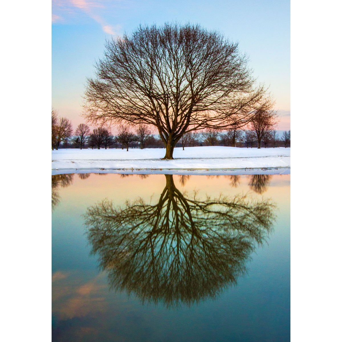 Mirrored Tree Cards