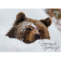 Winter Bear Cards - NWF10926