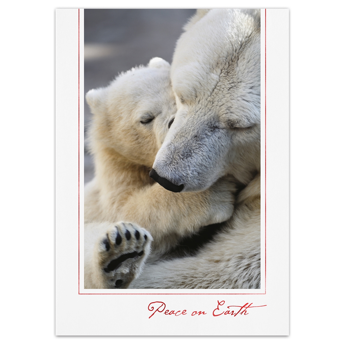 Cuddly Peace Card