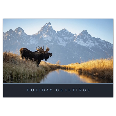 Bull Moose Card