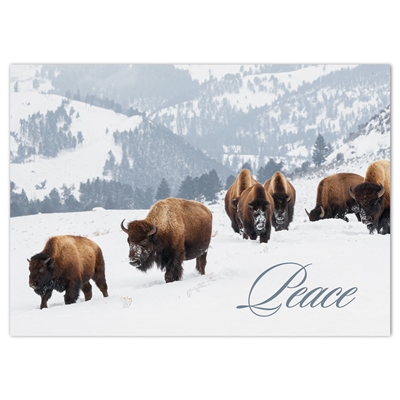 Yellowstone Bison Card