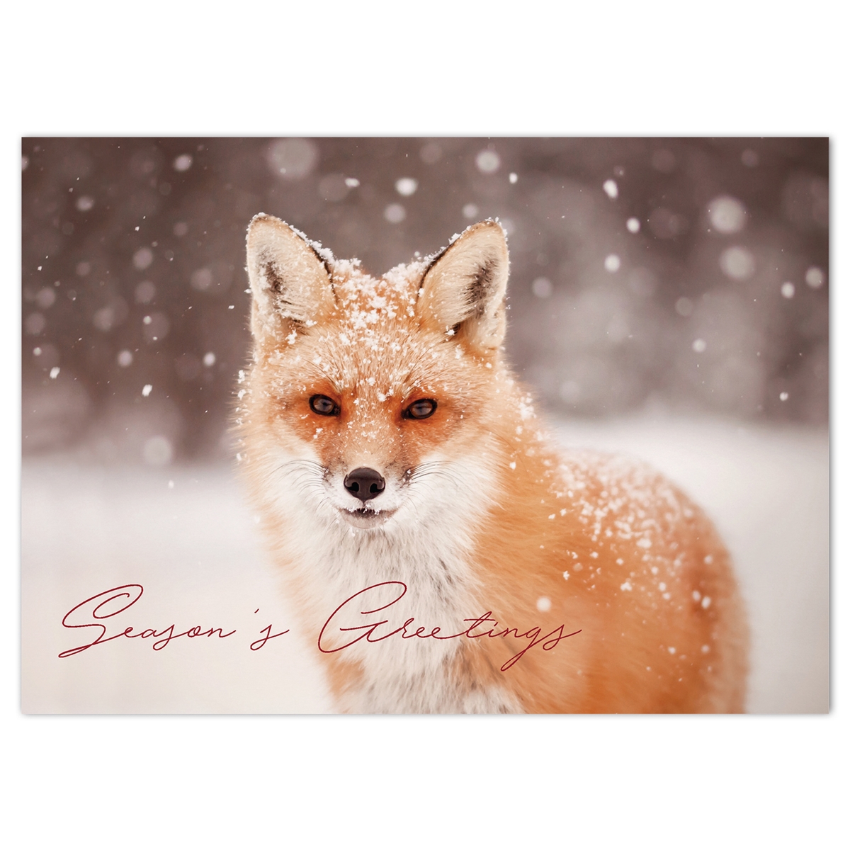 Red Fox in Falling Snow Card