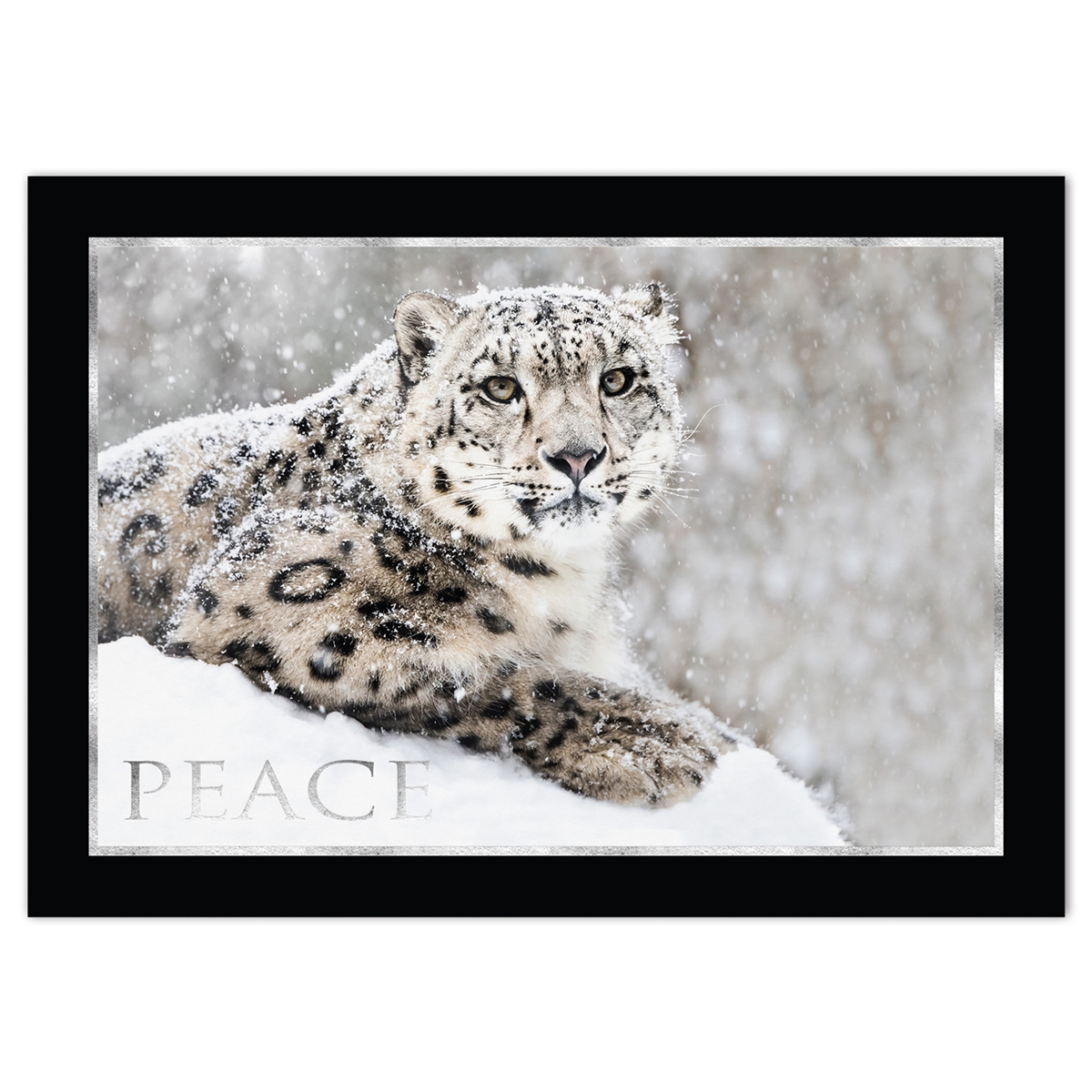 Snow Leopard Card