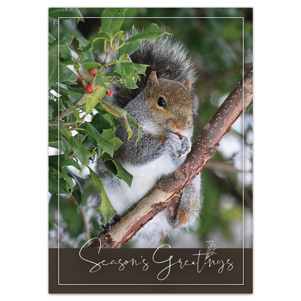 Squirrel in Holly Card