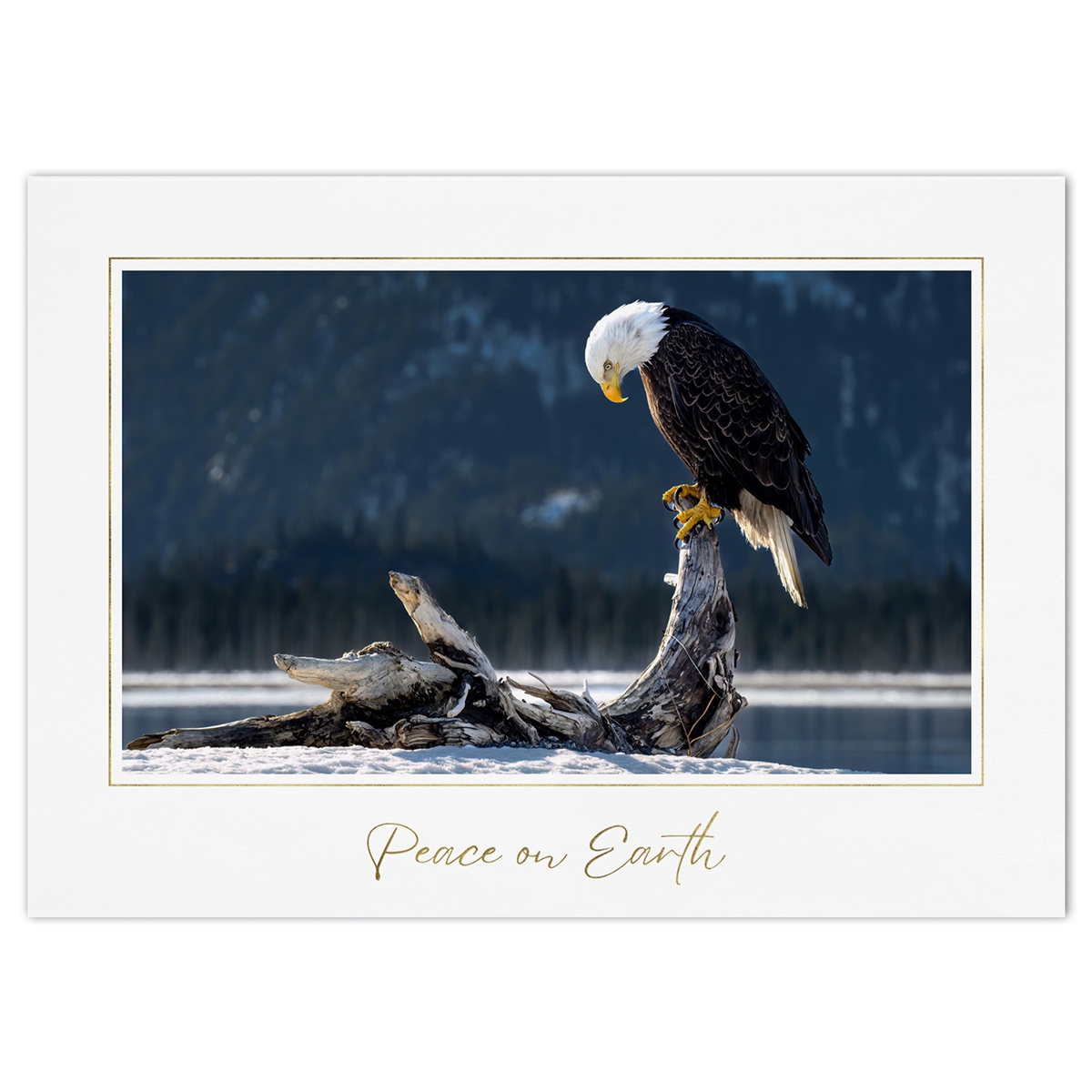 Bald Eagle Card