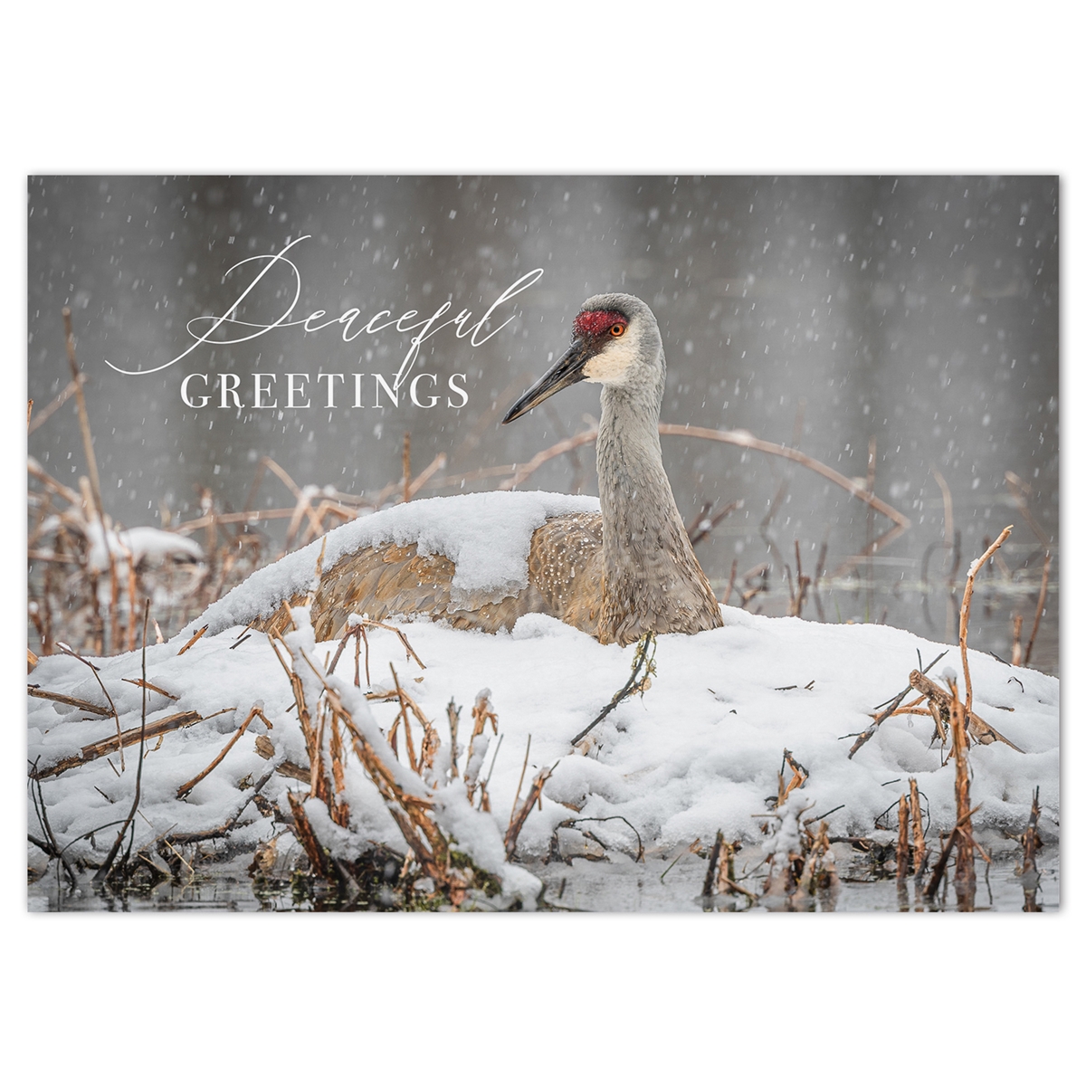 Sandhill Crane on Snow Card