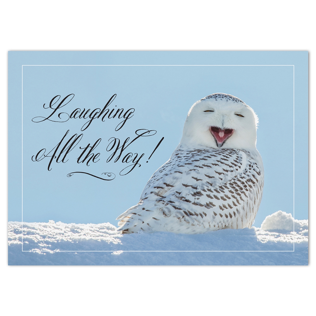 Snowy Owl Card