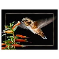 Hummingbird Card - NWF240028
