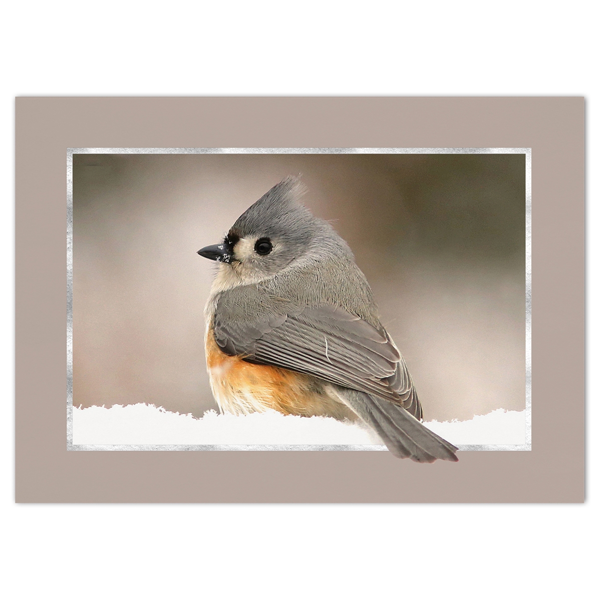 Tufted Titmouse Card