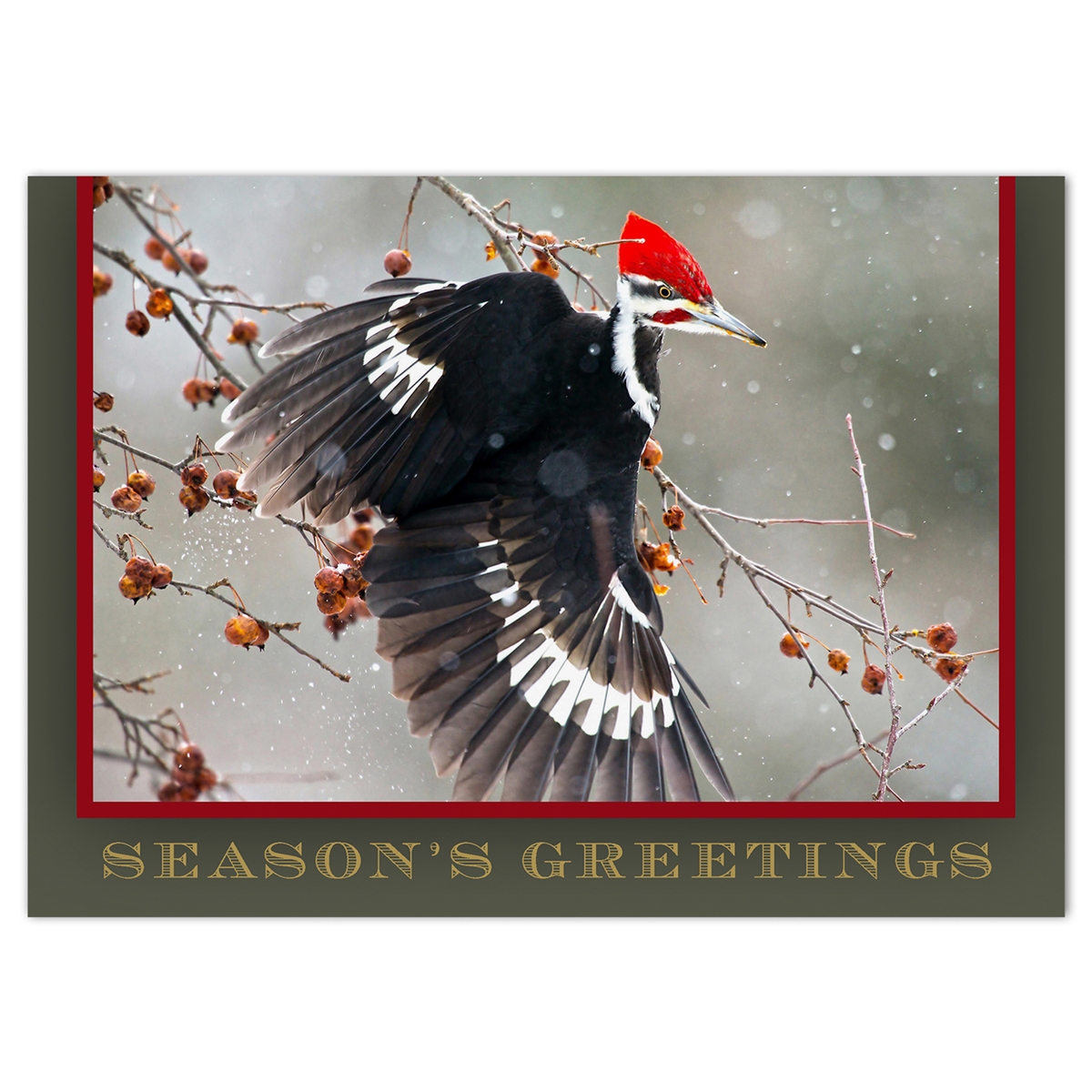 Pileated Woodpecker Card