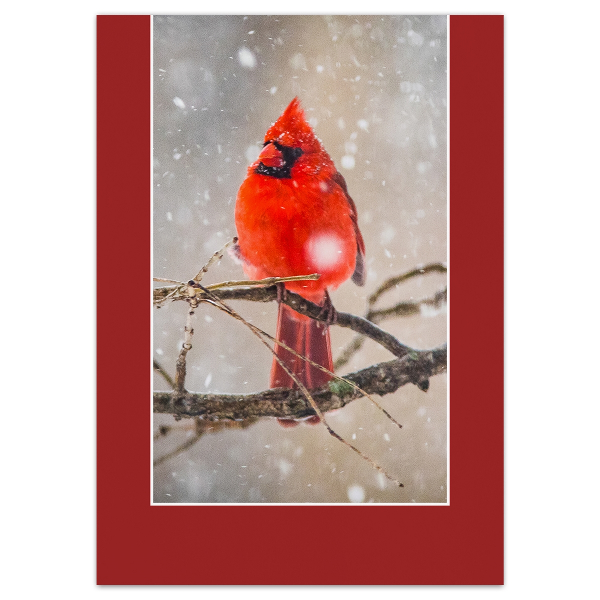 Male Cardinal Card