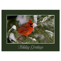 Cardinal in Pine Tree Card - NWF240034