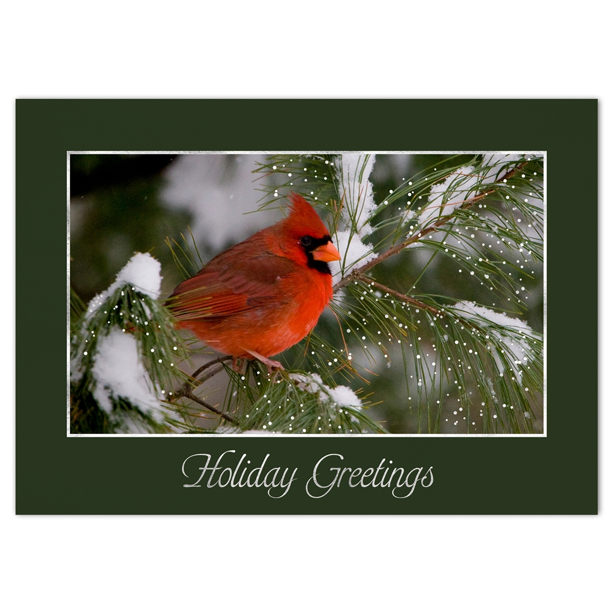 Cardinal in Pine Tree Card