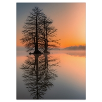 Trees for Wildlife Misty Sunrise Card - NWF240058