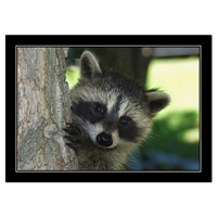 Trees for Wildlife Raccoon Card - NWF240059