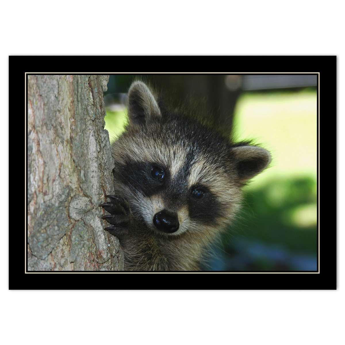 Trees for Wildlife Raccoon Card