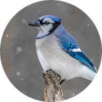 Blue Jay in the Snow Seals - NWF26004S