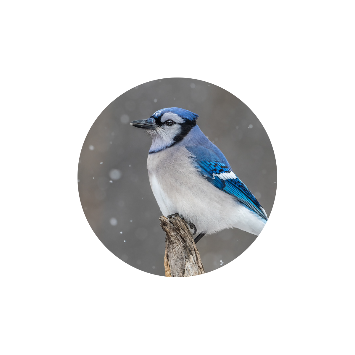 Blue Jay in the Snow Seals