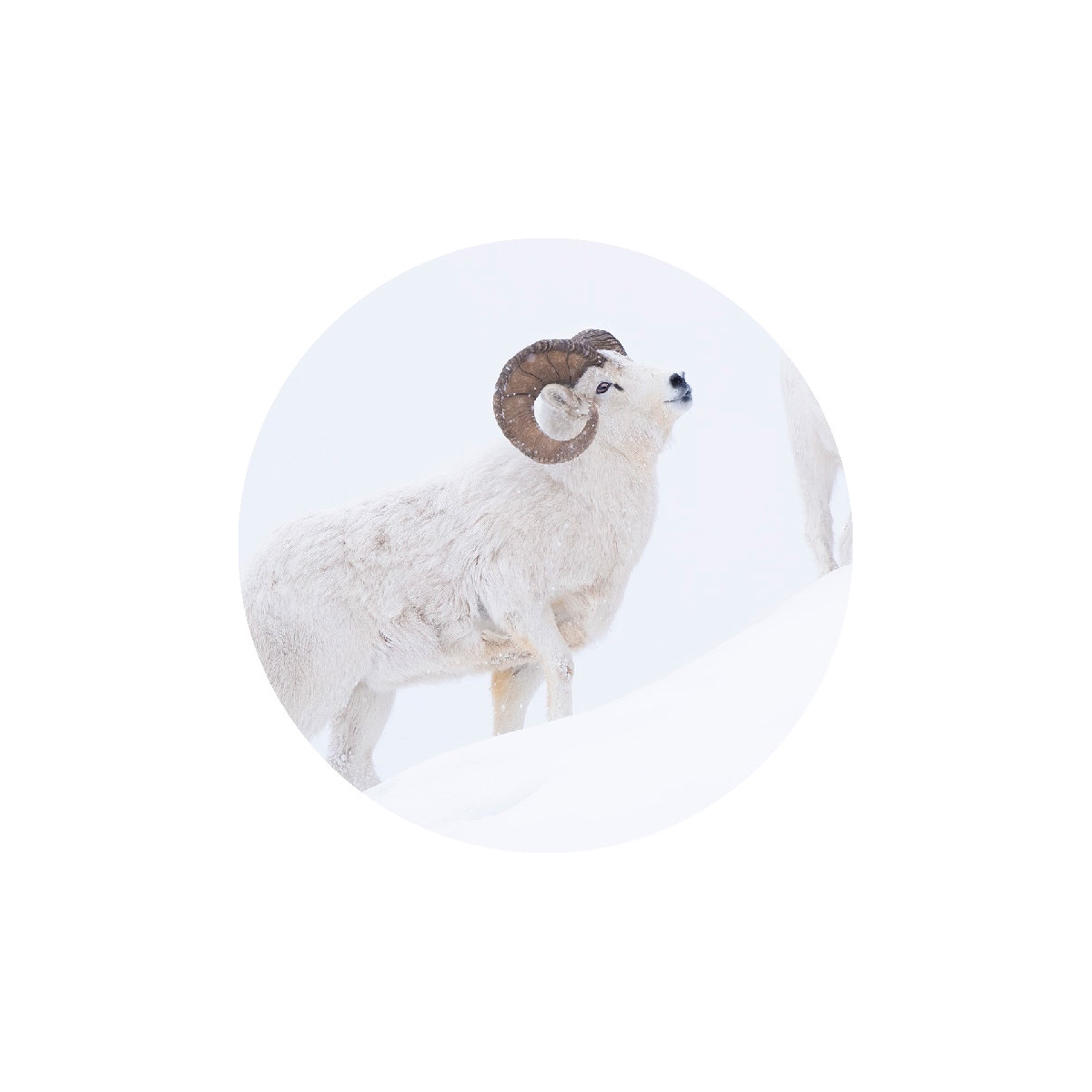 Dall Sheep Seals