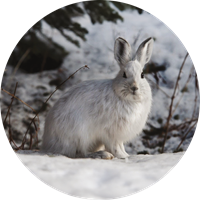 A Bunny Winter Indeed Seals - NWF26013S